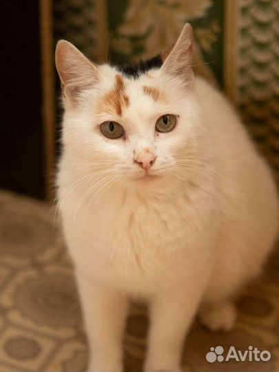 Турецкий van