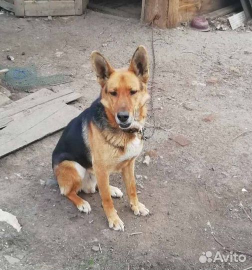 Собака в добрые руки