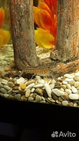 Аквариумные раки