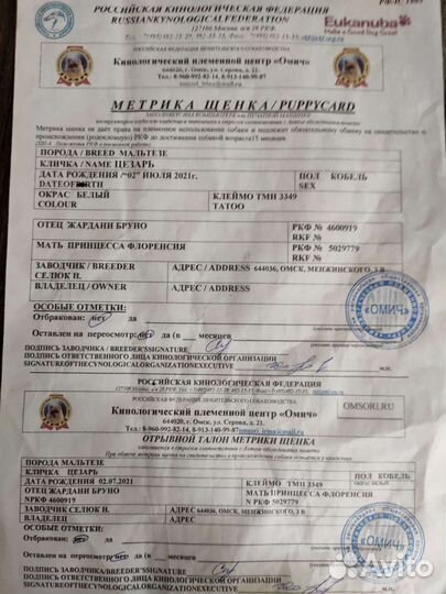 Мальтезе на вязку