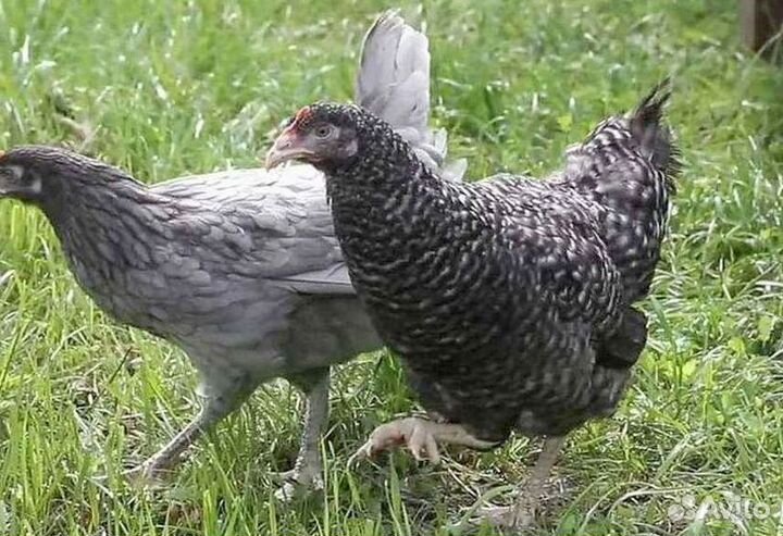 Куры-несушки