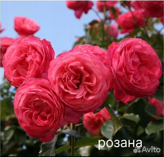 Саженцы роз. Плетистые. Джардина