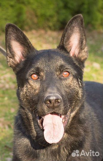 Невидимка Оскар подарите шанс