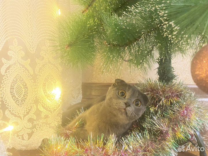 Отдам кошку в добрые руки