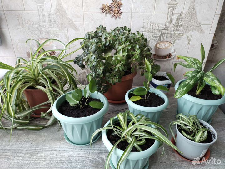 Комнатные цветы