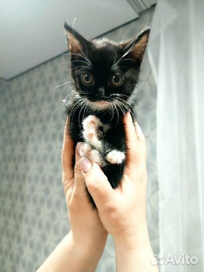 2 девочки, возраст 2 мес