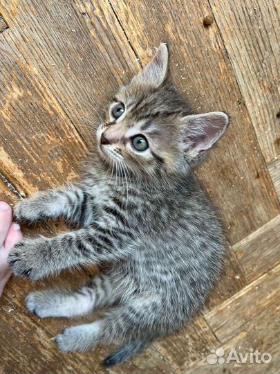 Котёнок 1 месяц