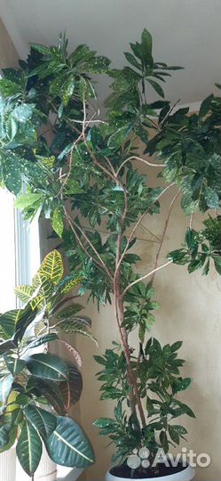 Растения комнатные взрослые продаю
