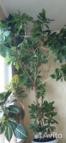 Растения комнатные взрослые продаю