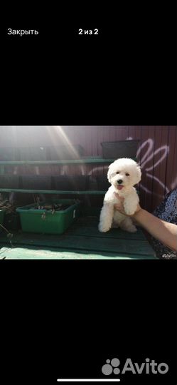 Щенки бишон фризе