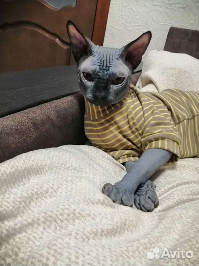 Канадский сфинкс вязка