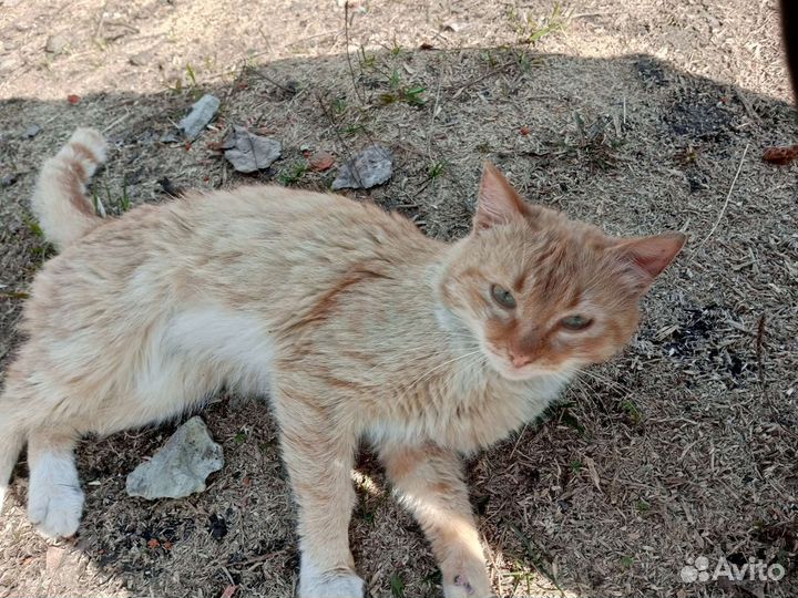 Отдам в добрые руки