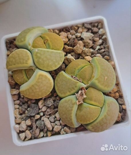 Литопсы, адромискусы, калатеи, хавортии, агавы