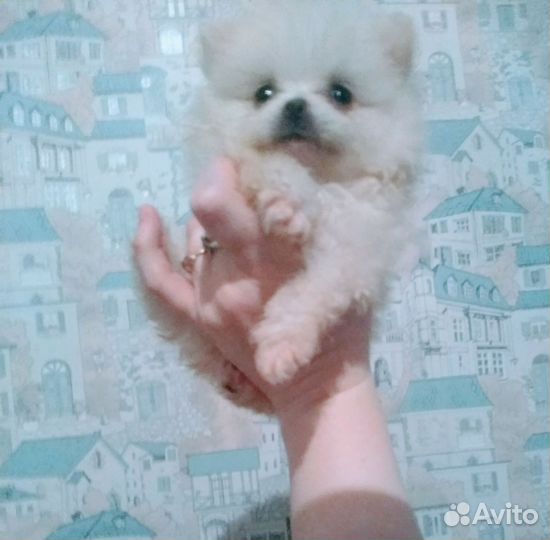 Щенки шпица мини и супер мини