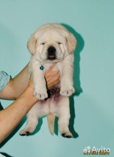 Щенки лабрадора