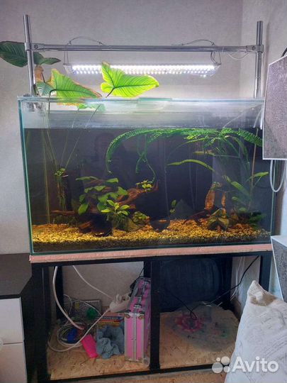 Аквариум