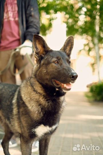 Нежный щенок 10 месяцев