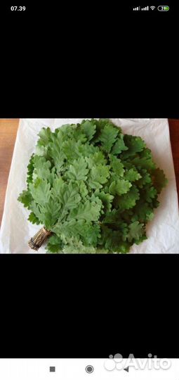 Веники банные, берёзовые