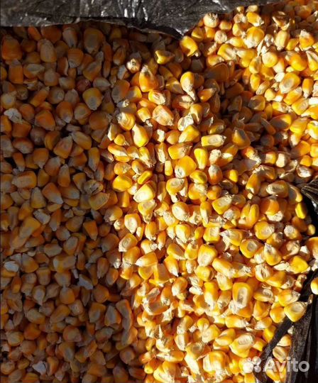 Пшеница яровая, Фуражный горох на корм