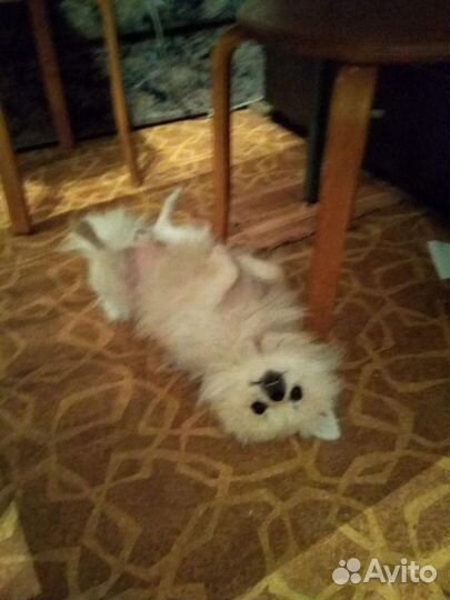 Малый немецкий шпиц