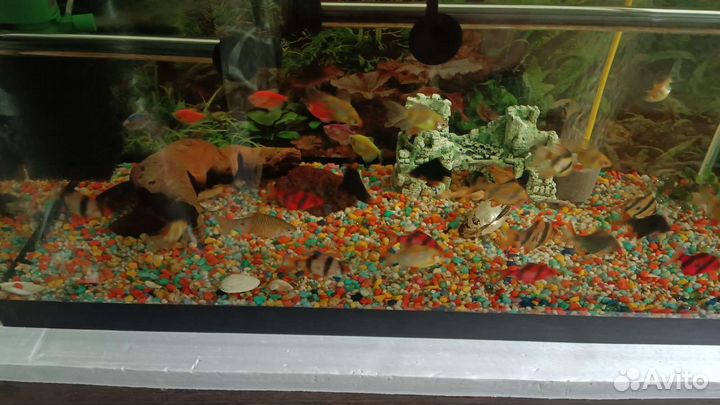 Аквариум