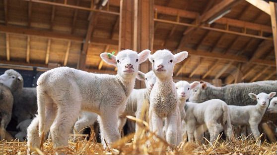 Участок 4,5 га (СНТ, ДНП)