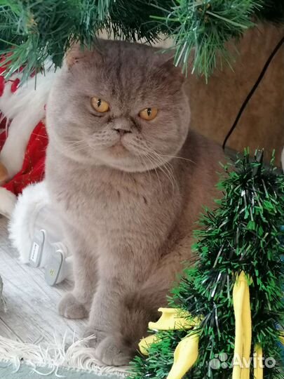 Кот на вязку