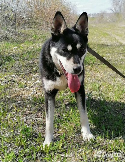 Собака Патрик