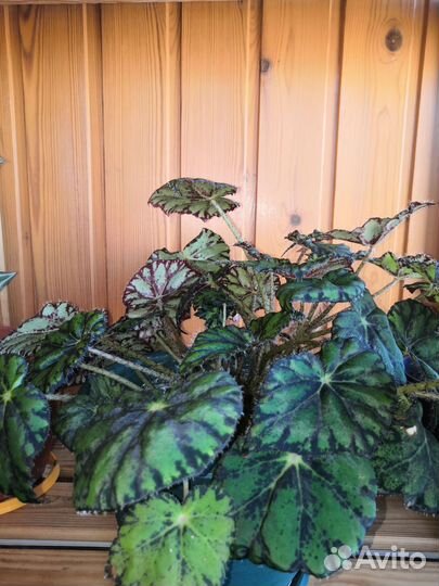 Бегония тигровая