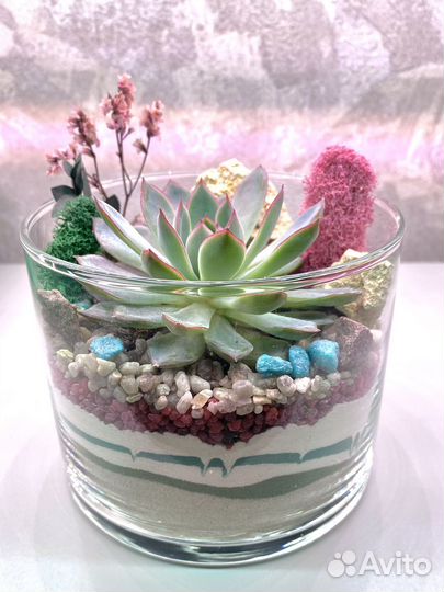 Флорариум с эхеверией