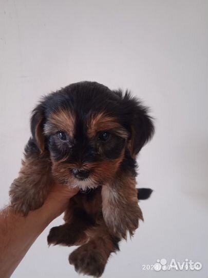 Щенки бивер йорка