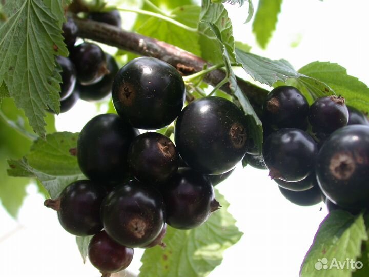 Саженцы смородины:чёрная, красная, белая