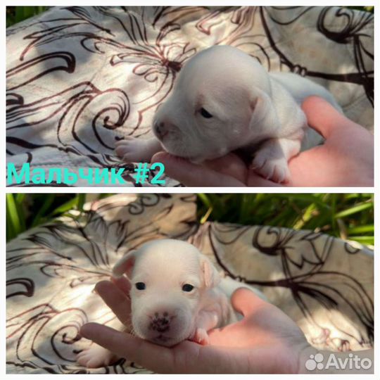 Щенки джек рассел терьер гладкошерстный