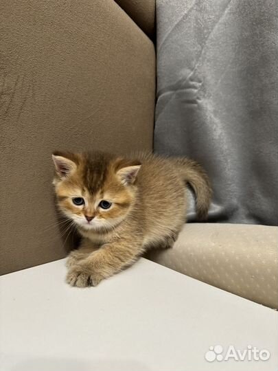 Шотландская шиншилла