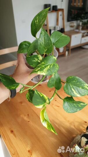 Сциндаптус эпипремнум