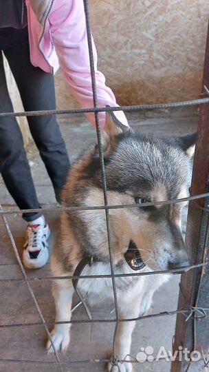 Сибирский хаски