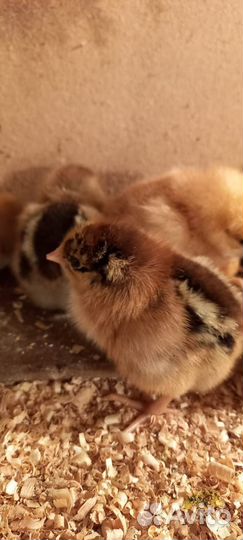 Цыплята мясояичной породы