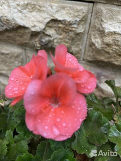 Пеларгонии