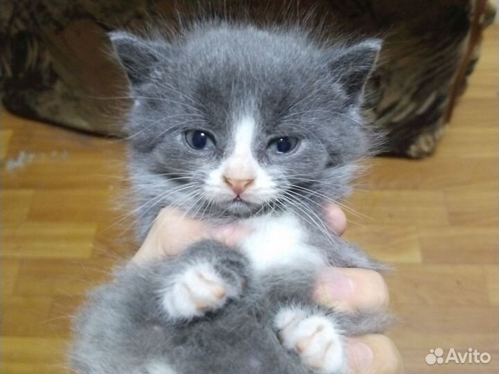 Кошки в добрые руки