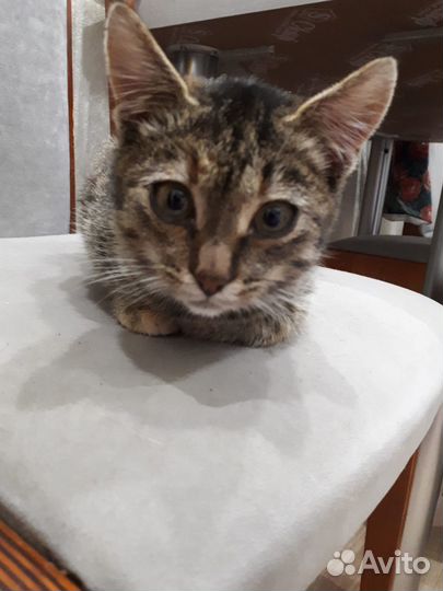 Молодая киса девочка