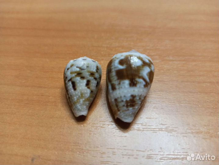 Морская раковина