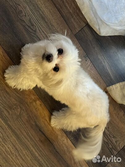 Передержка домашних животных