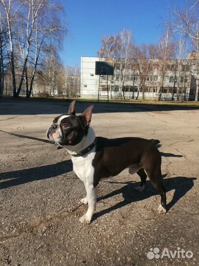 Бостон терьер вязка