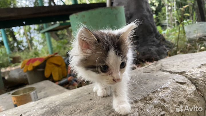 Котенок в добрые руки