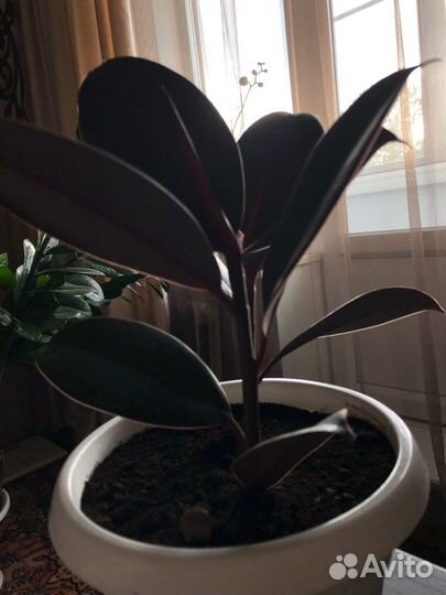 Фикус каучуковый