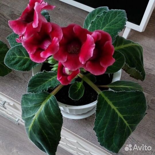 Глоксиния сорт Императрица