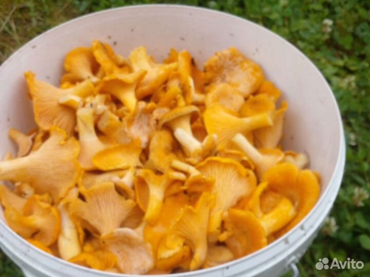 Продам свежие лисички