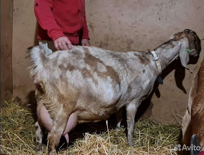 Англо нубийские козлята