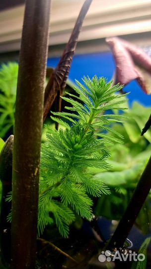 Перистолистник елочный (уруть)