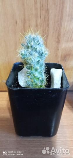Кактусы и суккуленты